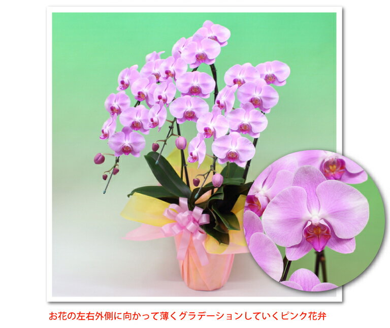 胡蝶蘭 コチョウラン 中輪 ミディ ピンク3本立ち 除菌済み コチョウラン ギフト 花 お祝い お供え 開店祝い 周年祝い お誕生日祝い 結婚祝い 内祝い 供花 還暦祝い 退職祝い 快気祝い 御礼 就任祝い ご栄転祝い 叙勲 記念品 月間優良ショップ あす楽格安通販　バレンタイン　人気　ランキング