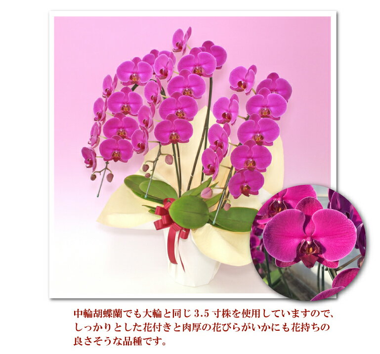 特売 胡蝶蘭 ワイン色ミディ 中輪 恋姫 3本立ち おすすめ品種 花 除菌済み コチョウラン あす楽 花 ギフト お祝い 誕生日祝い 退職祝い 叙勲 記念品 御礼 就任祝い ご栄転祝い 供花 受章 Twistedpuppy Com