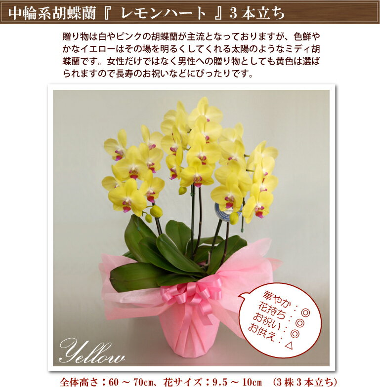 胡蝶蘭 コチョウラン レモンハート3本立ち 品質保証 あす楽 花 コチョウラン 花 ギフト お祝い お供え お誕生日祝い 叙勲 記念品 開店祝い 移転祝い 御礼 就任祝い 結婚祝い 昇進祝い 退職祝い 新築祝い 結婚祝い 供花 記念日 退職祝い 月間優良ショップ格安通販　バレンタイン　人気　ランキング