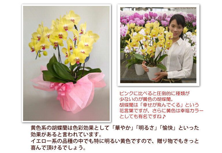 胡蝶蘭 コチョウラン レモンハート3本立ち 品質保証 あす楽 花 コチョウラン 花 ギフト お祝い お供え お誕生日祝い 叙勲 記念品 開店祝い 移転祝い 御礼 就任祝い 結婚祝い 昇進祝い 退職祝い 新築祝い 結婚祝い 供花 記念日 退職祝い 月間優良ショップ格安通販　バレンタイン　人気　ランキング