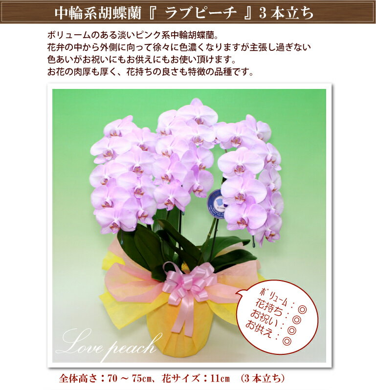 胡蝶蘭 中輪 ラブピーチ3本立ち あす楽 コチョウラン 花 ギフト バレンタイン 誕生日祝い 開店祝い 移転祝い 退職祝い お礼 結婚祝い 内祝 周年祝い お供え 本州四国送料無料 月間優良ショップ格安通販　バレンタイン　人気　ランキング