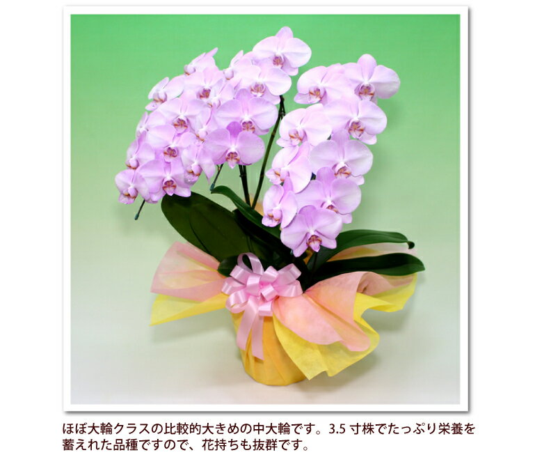 胡蝶蘭 中輪 ラブピーチ3本立ち あす楽 コチョウラン 花 ギフト バレンタイン 誕生日祝い 開店祝い 移転祝い 退職祝い お礼 結婚祝い 内祝 周年祝い お供え 本州四国送料無料 月間優良ショップ格安通販　バレンタイン　人気　ランキング