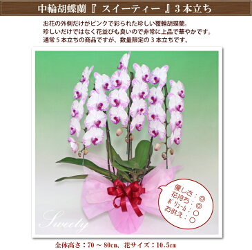 胡蝶蘭 コチョウラン 中輪 スイーティー3本立ち あす楽 花 ギフト お祝い お供え 誕生日祝い 開店祝い お中元 結婚祝い 新築祝い 御礼 開院祝い オープン 内祝い 叙勲 オープン祝い 周年祝い 長寿祝い 月間優良ショップ