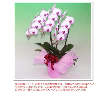 胡蝶蘭 コチョウラン 中輪 スイーティー3本立ち あす楽 花 ギフト お祝い お供え 誕生日祝い 開店祝い お中元 結婚祝い 新築祝い 御礼 開院祝い オープン 内祝い 叙勲 オープン祝い 周年祝い 長寿祝い 月間優良ショップ