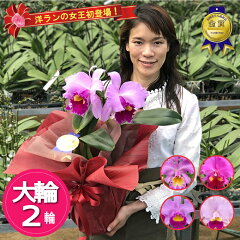 https://thumbnail.image.rakuten.co.jp/@0_mall/fujimino-orchid/cabinet/shohin/other/cat_p2rbn_2022.jpg
