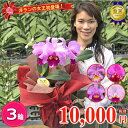 カトレア 花言葉 怖い 植物の秘島 カトレア 花言葉 怖い 植物の秘島