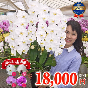 胡蝶蘭 コチョウラン 3本立ち 大輪プレミアムクラス【33輪程度 つぼみ含む】 4色 あす楽 花 ギフト お祝い お供え 開店祝い 開院祝い 開業祝い 御礼 就任祝い ご栄転祝い 昇進祝い 退職祝い 当選祝い 受章祝い 誕生日祝い 叙勲 記念品 月間優良ショップ