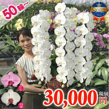 胡蝶蘭 3本立ち 50輪以上 【つぼみ含む】 花 コチョウラン ギフト お中元 お祝い お供え 開店祝い 開院祝い 開業祝い 就任祝い 供花 受章祝い 移転祝い 誕生日祝い 楽屋花 必勝祈願 当選祝い 長寿祝い 月間優良ショップ