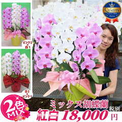 https://thumbnail.image.rakuten.co.jp/@0_mall/fujimino-orchid/cabinet/shohin/tairin/3fmixbn2.jpg