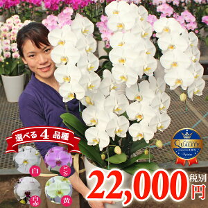 胡蝶蘭 5本立ち 40輪以上 選べる4色 最もリーズナブルな大輪5本立ち あす楽 プレゼント 花 除菌済み コチョウラン ギフト お祝い お供え 誕生日祝い 開業祝い 移転祝い 開店祝い 開院祝い 御礼 就任祝い ご栄転祝い 退職祝い 周年祝い 叙勲 記念品 月間優良ショップ