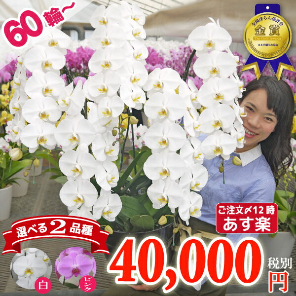 【60輪以上！】 胡蝶蘭 大輪 5本立ち 2色 白 ピンク 【つぼみ含む】画像送信あり 蘭 花 ギフト お祝い お供え 開業祝い 開店祝い 開院祝い 就任祝い 誕生日祝い 父の日 お中元 周年祝い 移転祝い 新築祝い 供花 受章祝い 当選祝い 月間優良ショップ