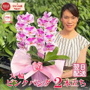胡蝶蘭 大輪 「ピンクパンダ」 3本立ち 画像送付あり 各種立札・ラッピング無料! 最短翌日着 ギフト 差が出るギフトに レア品種 安心品質 蘭 開店祝い 開院...