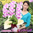胡蝶蘭 大輪 「ピンクパンダ」 3本立ち 他にはない 差が出るギフトに レア 希少品種 おすすめ 蘭 花 開店祝い 開院祝い 就任祝い 開業祝い 移転祝い 誕生...