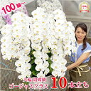 胡蝶蘭 特大輪 10本立ち 白 【つぼみ含む】画像配信あり 10本 100輪 蘭 花 受章祝 ギフト お祝い 選挙 開業祝い 開店祝い 10周年祝い 100周年...