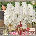 胡蝶蘭 特大輪 15本立ち 白 【つぼみ含む】画像配信あり 豊富なラッピング 15本 150輪 蘭 花 高級 ギフト お祝い 開店祝い 15周年祝い 150周年...