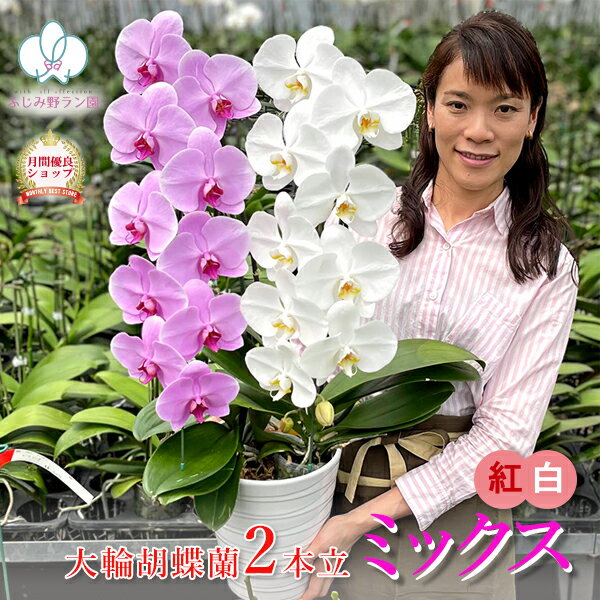 【紅白ミックス！】 胡蝶蘭 大輪 白 と ピンク または ワイン色 2本立ち 20輪以上 蘭 花 昇任祝い ギフト お祝い 内祝い 誕生日祝い 開店祝い 結婚祝い 記念日 周年祝い 御礼 退職祝い 長寿祝い 必勝