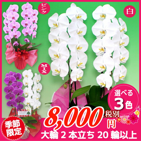 胡蝶蘭 大輪 2本立ち 3色 20輪以上 花 コチョウラン 花 ギフト お祝い 誕生日祝い 開店祝い 内祝い 周年祝い 御礼 引っ越し祝い オープン ご栄転祝い 昇進祝い 退職祝い 記念日 結婚祝い 長寿祝い 退職祝い お供え 叙勲 記念品 月間優良ショップ