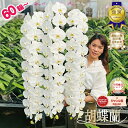 胡蝶蘭 【60輪以上!!】 大輪 3本立ち 国内最高クラス 白 【つぼみ含む】 画像送付あり 各種立札・ラッピング無料! ギフト 蘭 花 お祝い お供え 開店祝...