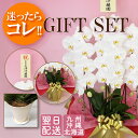 胡蝶蘭 ギフト 迷ったらコレ! 5点セット / 大輪 白 3本立ち プレミアムクラス 33輪以上 / 豪華ラッピング / eco木札花上 / 陶器の鉢皿 / 画...