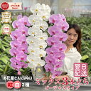 【7/24までポイント3倍】 胡蝶蘭 【38輪以上!】 大輪 白 ピンク ミックス 3本立ち デラックスタイプ 【つぼみ含む】 画像送付あり 各種立札・ラッピン...