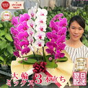【ポイント5倍】 胡蝶蘭 大輪 3本立ち ミックス 白赤 ワイン【30輪以上つぼみ含む】 画像送付あり 各種立札・ラッピング無料! 最短翌日着 蘭 ギフト お祝...