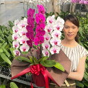 【ポイント5倍】 胡蝶蘭 大輪 3本立ち ミックス 白赤 ワイン【30輪以上つぼみ含む】 画像送付あり 各種立札・ラッピング無料! 最短翌日着 蘭 ギフト お祝...