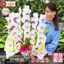 【ポイント5倍!28日12:59まで】 胡蝶蘭 大輪 「マダムルージュ」 3本立ち 画像送付あり 各種立札・ラッピング無料! レア品種 エレガントでふわりと優し...