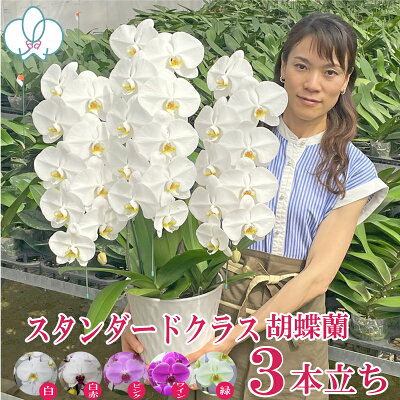 【30輪以上】 胡蝶蘭 大輪3本立ち スタンダードクラス 5色 【つぼみ含む】 あす楽 画像送信あり 蘭 花 ホワイトデー ギフト お祝い お供え 開店祝い 開院祝い 就任祝い 誕生日祝い 長寿祝い ...