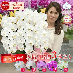 https://thumbnail.image.rakuten.co.jp/@0_mall/fujimino-orchid/cabinet/shohin/tairin/tairin3f/w3f29.jpg