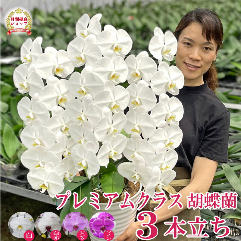 【月間優良ショップ受賞！】 胡蝶蘭 蘭 3本立ち 大輪プレミアムクラス【33輪程度 つぼみ含む】 4色 あす楽 花 ギフト お祝い お供え 開店祝い 開院祝い 移転祝い 開業祝い 就任祝い 受章祝い 誕生日祝い 長寿祝い 新築祝い 当選祝い 月間優良ショップのサムネイル