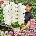 胡蝶蘭 【36輪以上!】 大輪 3本立ち 3色 ゴージャスクラス 【つぼみ含む】最短翌日着 ギフト 蘭 花 お祝い お供え 開業祝い 開店祝い 開院祝い 移転祝...