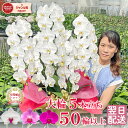 胡蝶蘭 大輪 5本立ち 【50輪以上】 3色 白 ピンク 白赤 【つぼみ含む】 画像送付あり 各種立札・ラッピング無料! 最短翌日着 蘭 ギフト お祝い お供え...