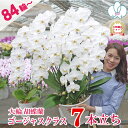 【84輪以上】 胡蝶蘭 大輪 7本立ち 白 【つぼみ含む】 蘭 お祝い お供え 花 ギフト お誕生日祝い 開業祝い 開店祝い 開院祝い 7周年 移転祝い 受章祝い 就任祝い 落成祝い 竣工祝い 供花 月間優良ショップ