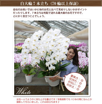 胡蝶蘭 大輪 7本立ち 70輪以上 縁起が良い お祝い 花 コチョウラン ギフト お誕生日祝い 開業祝い 開店祝い 開院祝い 7周年 移転祝い 供花 受章祝い 就任祝い 落成祝い 竣工祝い 長寿祝い 最高級ギフトに 月間優良ショップ
