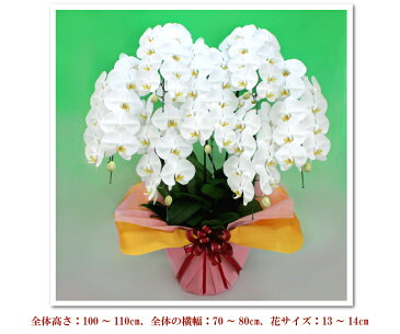 胡蝶蘭 大輪 7本立ち 70輪以上 縁起が良い お祝い 花 コチョウラン ギフト お誕生日祝い 開業祝い 開店祝い 開院祝い 7周年 移転祝い 供花 受章祝い 就任祝い 落成祝い 竣工祝い 長寿祝い 最高級ギフトに 月間優良ショップ