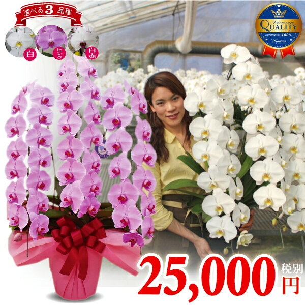 胡蝶蘭 3本立ち 3色 40輪以上【つぼみ含む】 コチョウラン 花 ギフト お祝い お供え 開業祝い 開店祝い 開院祝い 移転祝い 御礼 就任祝い ご栄転祝い 昇進祝い 退職祝い 誕生日祝い 新築祝い 当選祝い 受章祝い 叙勲 記念品 月間優良ショップ