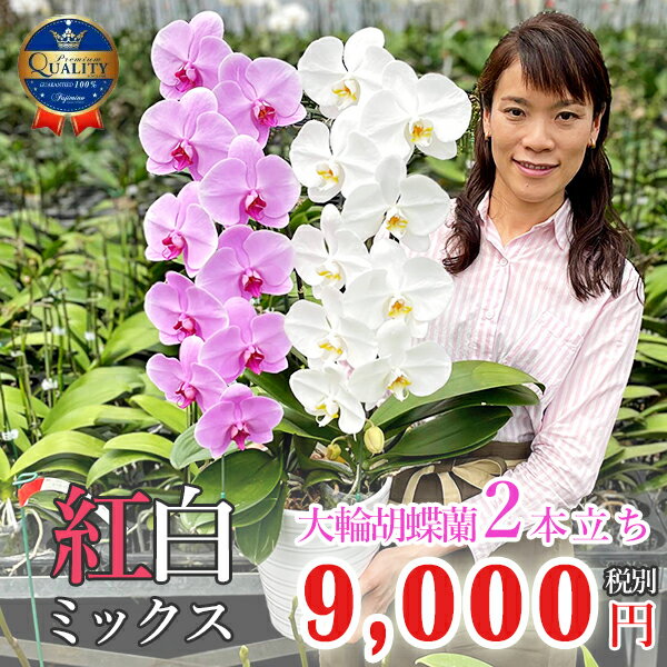 胡蝶蘭 大輪 紅白ミックス2本立ち 20輪以上 あす楽 花 コチョウラン ギフト お祝い 敬老の日 誕生日祝い 開店祝い 結婚祝い 内祝い 周年祝い 御礼 オープン 昇進祝い 記念日 退職祝い 長寿祝い お供え 叙勲 月間優良ショップ