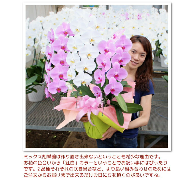胡蝶蘭 紅白 ミックス 3本立ち 2種 コチョウラン 花 ギフト 開店祝い 開院祝い 就任祝い 開業祝い 移転祝い 誕生日祝い 当選祝い 御礼 就任祝い ご栄転祝い 退職祝い 長寿祝い 供花 叙勲 記念 胡蝶蘭 紅白 ミックス 3本立ち 2種 コチョウラン 花 ギフト 開店祝い 開院祝い 就任祝い 開業祝い 移転祝い 誕生日祝い 当選祝い 御礼 就任祝い ご栄転祝い 退職祝い 長寿祝い 供花 叙勲 記念