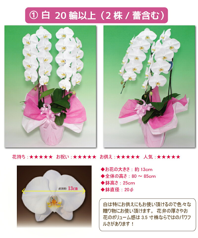 胡蝶蘭 大輪 2本立ち 3色 20輪以上 花 コチョウラン 花 ギフト お祝い 誕生日祝い 開店祝い 内祝い 周年祝い 御礼 引っ越し祝い オープン ご栄転祝い 昇進祝い 退職祝い 記念日 結婚祝い 長寿祝い 退職祝い お供え 叙勲 記念品 月間優良ショップ格安通販　バレンタイン　人気　ランキング