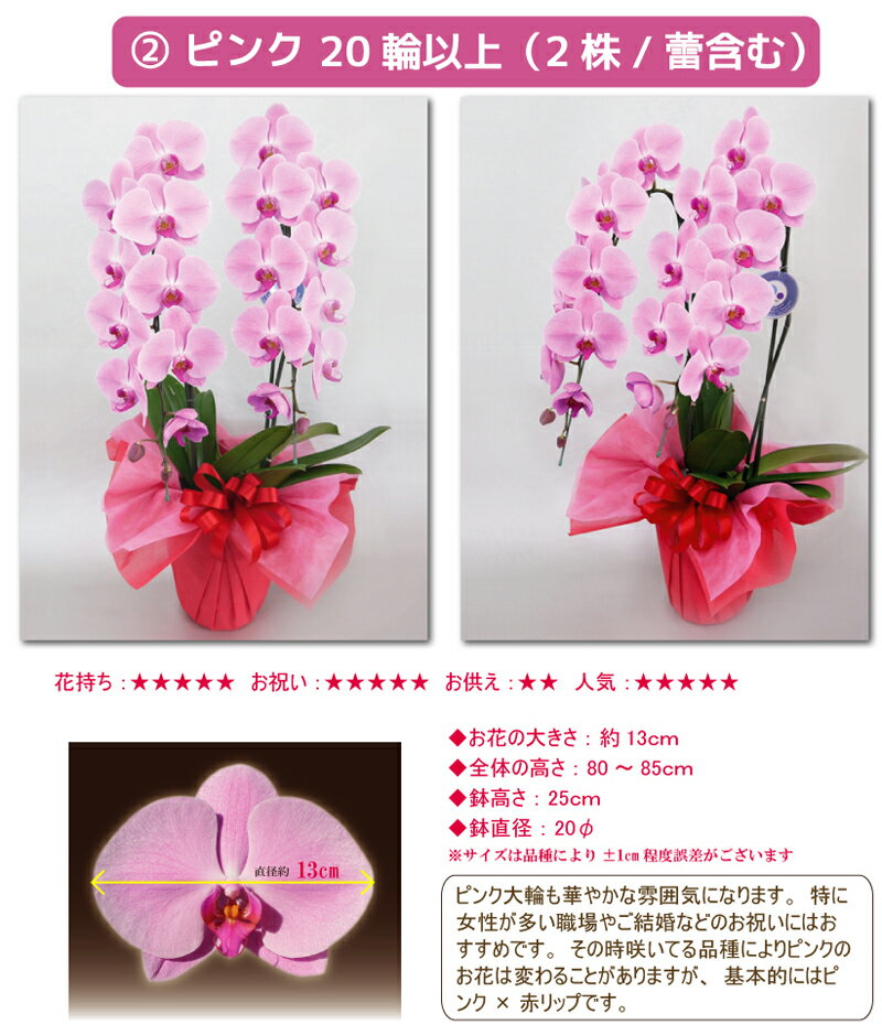 胡蝶蘭 大輪 2本立ち 3色 20輪以上 花 コチョウラン 花 ギフト お祝い 誕生日祝い 開店祝い 内祝い 周年祝い 御礼 引っ越し祝い オープン ご栄転祝い 昇進祝い 退職祝い 記念日 結婚祝い 長寿祝い 退職祝い お供え 叙勲 記念品 月間優良ショップ格安通販　バレンタイン　人気　ランキング