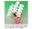 fujimino-orchid:10000006のサンプル画像3