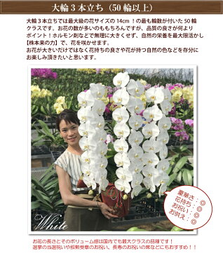 胡蝶蘭 3本立ち 50輪以上 【つぼみ含む】 花 コチョウラン ギフト お中元 お祝い お供え 開店祝い 開院祝い 開業祝い 就任祝い 供花 受章祝い 移転祝い 誕生日祝い 楽屋花 必勝祈願 当選祝い 長寿祝い 月間優良ショップ