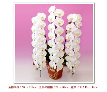 胡蝶蘭 3本立ち 50輪以上 【つぼみ含む】 花 コチョウラン ギフト お中元 お祝い お供え 開店祝い 開院祝い 開業祝い 就任祝い 供花 受章祝い 移転祝い 誕生日祝い 楽屋花 必勝祈願 当選祝い 長寿祝い 月間優良ショップ
