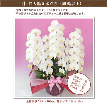 胡蝶蘭 5本立ち 大輪 4色 あす楽 コチョウラン 花 ギフト お中元 お祝い お供え 開店祝い 開院祝い 開業祝い 御礼 就任祝い 昇進祝い 移転祝い 誕生日祝い 長寿祝い 供花 受章祝い 長寿祝い 周年祝い 月間優良ショップ