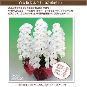 オープニング大セールの つぼみ含む 2色 選挙 花 ゴージャスクラス ギフト お祝い 結婚祝い 60輪以上 お供え コチョウラン お祝い 胡蝶蘭 5本立ち 開業祝い 開店祝い 開院祝い 就任祝い 誕生日祝い 進発祝い 卒業式 入学式 入社式 ご栄転祝い 昇進祝い 退職祝い 周年 オープニング大セールの つぼみ含む 2色 選挙 花 ゴージャスクラス ギフト お祝い 結婚祝い 60輪以上 お供え コチョウラン お祝い 胡蝶蘭 5本立ち 開業祝い 開店祝い 開院祝い 就任祝い 誕生日祝い 進発祝い 卒業式 入学式 入社式 ご栄転祝い 昇進祝い 退職祝い 周年