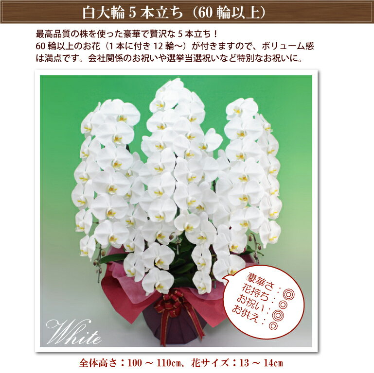 オープニング大セールの つぼみ含む 2色 選挙 花 ゴージャスクラス ギフト お祝い 結婚祝い 60輪以上 お供え コチョウラン お祝い 胡蝶蘭 5本立ち 開業祝い 開店祝い 開院祝い 就任祝い 誕生日祝い 進発祝い 卒業式 入学式 入社式 ご栄転祝い 昇進祝い 退職祝い 周年