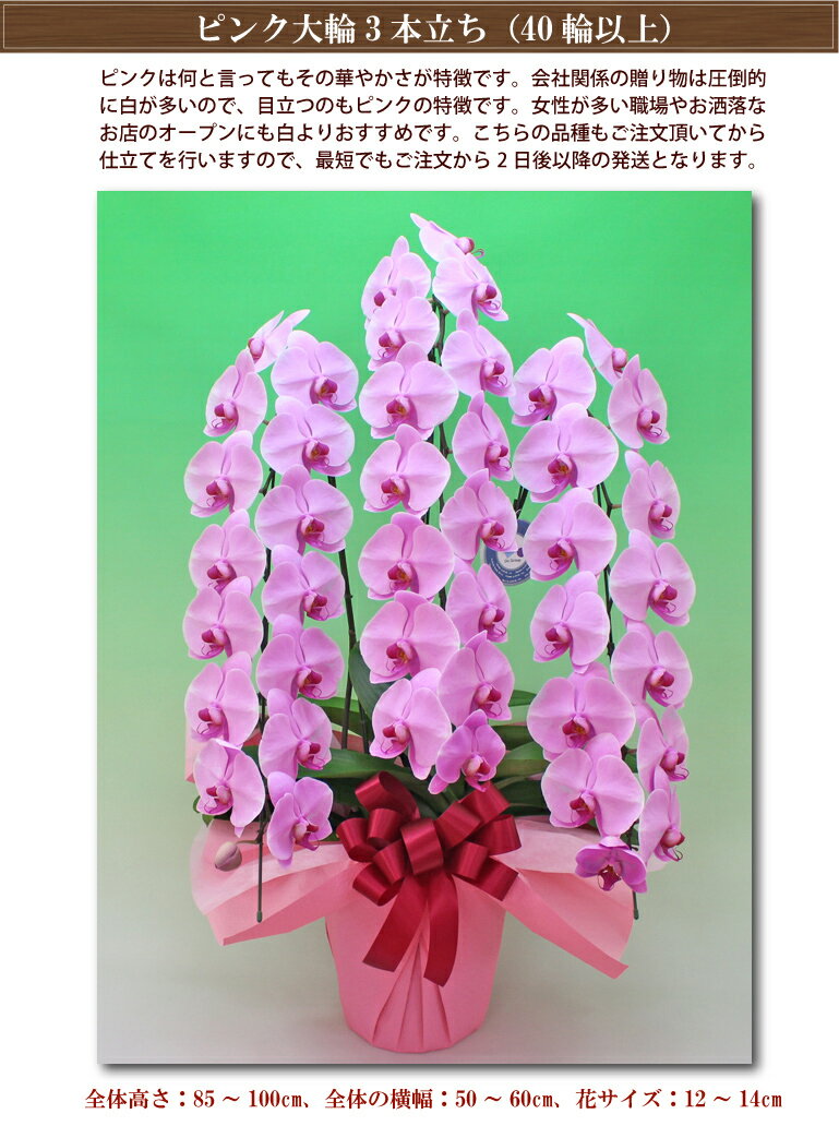 胡蝶蘭 3本立ち 3色 40輪以上 つぼみ含む コチョウラン 花 ギフト お祝い お供え 開業祝い 開店祝い 開院祝い 移転祝い 御礼 就任祝い ご栄転祝い 昇進祝い 退職祝い 誕生日祝い 新築祝い 胡蝶蘭 3本立ち 3色 40輪以上 つぼみ含む コチョウラン 花 ギフト お祝い お供え 開業祝い 開店祝い 開院祝い 移転祝い 御礼 就任祝い ご栄転祝い 昇進祝い 退職祝い 誕生日祝い 新築祝い