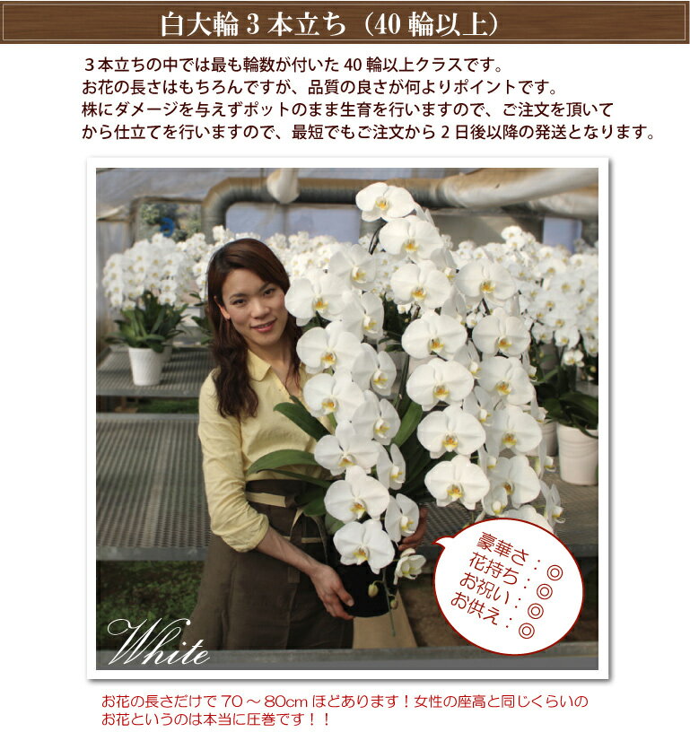 胡蝶蘭 3本立ち 3色 40輪以上【つぼみ含む】 コチョウラン 花 ギフト お祝い お供え 開業祝い 開店祝い 開院祝い 移転祝い 御礼 就任祝い ご栄転祝い 昇進祝い 退職祝い 誕生日祝い 新築祝い 当選祝い 受章祝い 叙勲 記念品 月間優良ショップ格安通販　バレンタイン　人気　ランキング