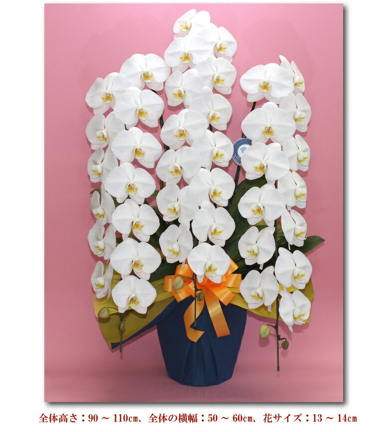 胡蝶蘭 3本立ち 3色 40輪以上【つぼみ含む】 コチョウラン 花 ギフト お祝い お供え 開業祝い 開店祝い 開院祝い 移転祝い 御礼 就任祝い ご栄転祝い 昇進祝い 退職祝い 誕生日祝い 新築祝い 当選祝い 受章祝い 叙勲 記念品 月間優良ショップ格安通販　バレンタイン　人気　ランキング