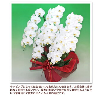 胡蝶蘭 大輪 5本立ち 5パターン ゴージャスクラス ミックス 紅白 お祝い ギフト お中元 開業祝い 開店祝い 開院祝い 就任祝い 誕生日祝い 移転祝い 就任祝い 落成祝い 株主総会 供花 受章祝い 当選祝い 月間優良ショップ